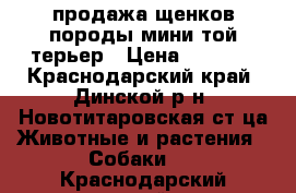 продажа щенков породы мини той-терьер › Цена ­ 5 500 - Краснодарский край, Динской р-н, Новотитаровская ст-ца Животные и растения » Собаки   . Краснодарский край